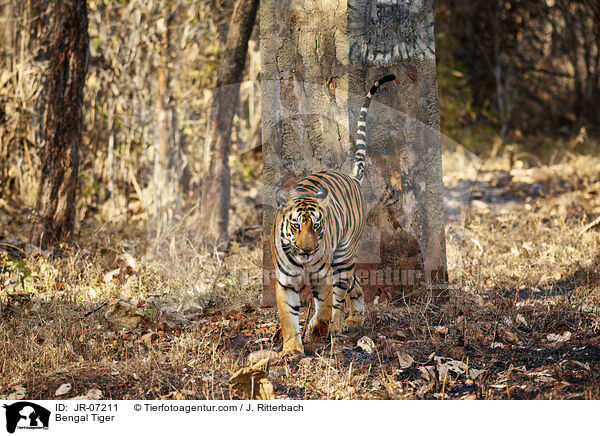 Indischer Tiger / Bengal Tiger / JR-07211