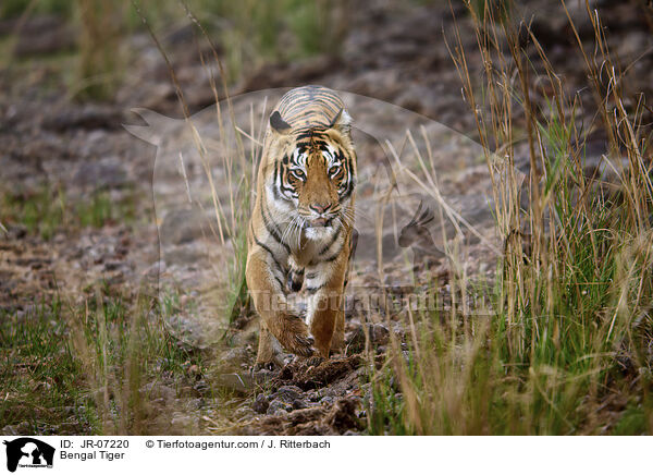 Indischer Tiger / Bengal Tiger / JR-07220