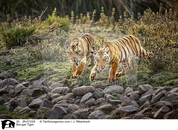 Indischer Tiger / Bengal Tiger / JR-07226