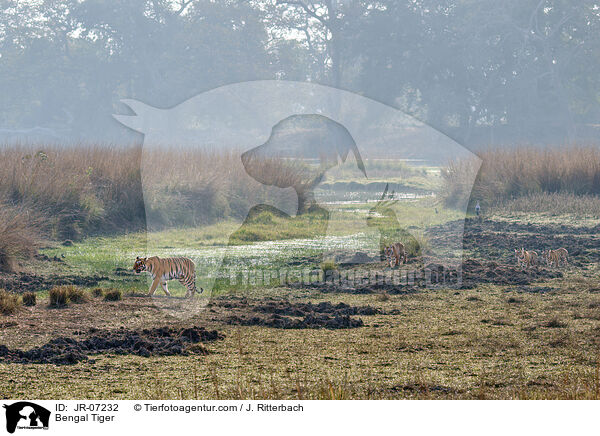 Indischer Tiger / Bengal Tiger / JR-07232
