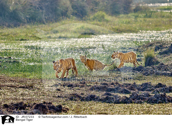 Indischer Tiger / Bengal Tiger / JR-07233