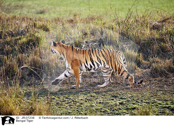 Indischer Tiger / Bengal Tiger / JR-07238