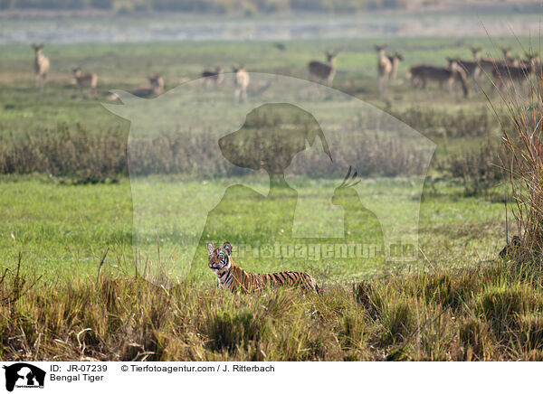 Bengal Tiger / JR-07239