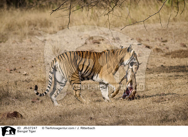 Indischer Tiger / Bengal Tiger / JR-07247