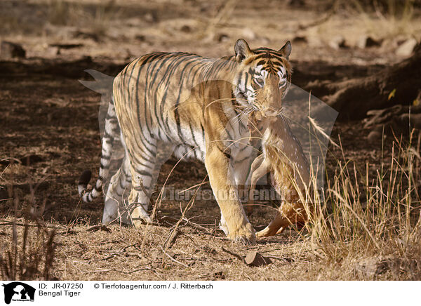 Indischer Tiger / Bengal Tiger / JR-07250