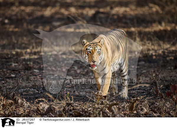 Indischer Tiger / Bengal Tiger / JR-07267