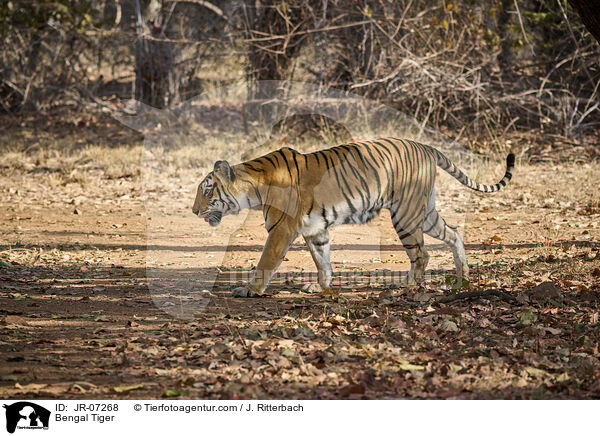 Indischer Tiger / Bengal Tiger / JR-07268