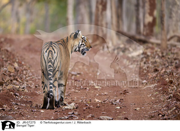 Indischer Tiger / Bengal Tiger / JR-07275