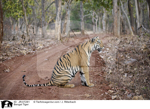 Bengal Tiger / JR-07281