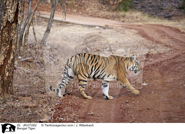 Indischer Tiger / Bengal Tiger / JR-07282