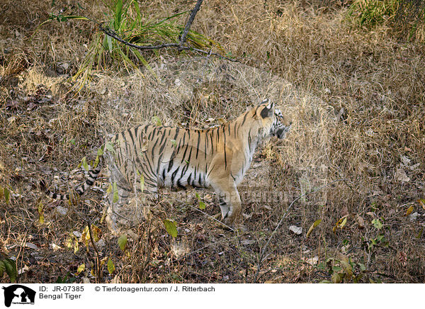 Bengal Tiger / JR-07385