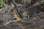 Royal Bengal tiger