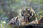 Royal Bengal tiger