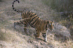 Royal Bengal tiger