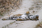 Royal Bengal tiger