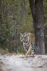 Royal Bengal tiger