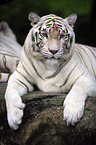 Royal Bengal tiger