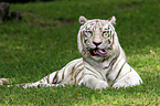 Royal Bengal tiger