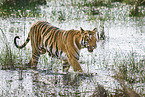 Bengal Tiger