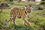 Bengal Tiger