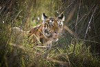 Bengal Tiger