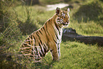 Bengal Tiger