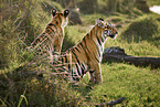 Bengal Tiger