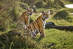 Bengal Tiger