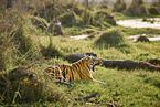 Bengal Tiger