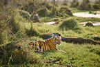 Bengal Tiger