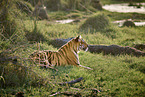 Bengal Tiger