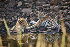 Bengal Tiger