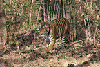 Bengal Tiger