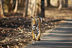 Bengal Tiger