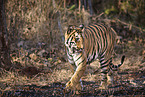 Bengal Tiger