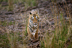 Bengal Tiger