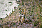 Bengal Tiger