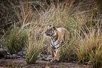 Bengal Tiger