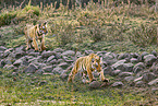 Bengal Tiger