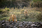Bengal Tiger