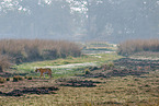 Bengal Tiger