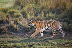 Bengal Tiger