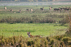 Bengal Tiger