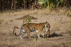 Bengal Tiger