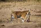 Bengal Tiger