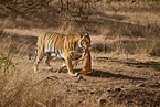 Bengal Tiger