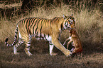 Bengal Tiger