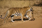 Bengal Tiger