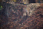 Bengal Tiger