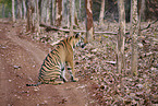 Bengal Tiger